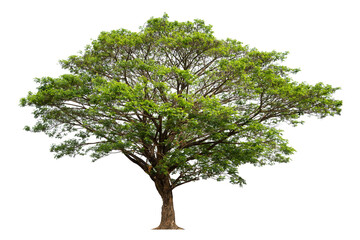 big tree isolate on white background