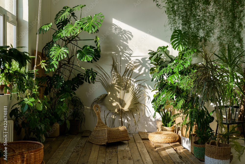 Urban jungle, love for plants concept. Interior of cozy home garden with  fresh green monstera houseplant, wicker chair, wooden floor. Sunlight and  shadows. Stock Photo | Adobe Stock
