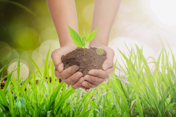 Human Hands hold plant growing in soil. Care of the Environment. Ecology concept