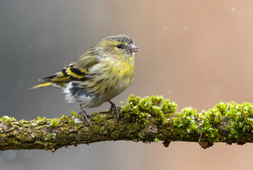 Sticker - Siskin ( Carduelis spinus ) bird close up