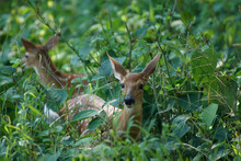 Baby Deer Fawns Hiding In The Grass