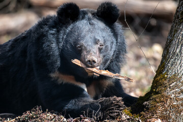 Wall Mural - asiatic black bear (ursus thibetanus) in spring forest