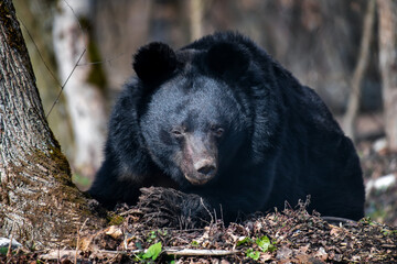Wall Mural - asiatic black bear (ursus thibetanus) in spring forest