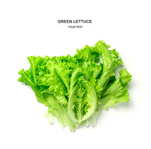Fresh, Juicy Lettuce With Water Drops In A Pot On A White Background.