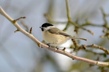 Poster - Sumpfmeise // Marsh tit (Poecile palustris)