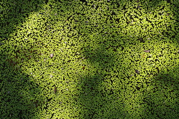 Top view of Duckweed floating in the pond