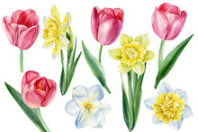 Set Flowers, Tulips And Daffodils On Isolated White Background, Watercolor Botanical Illustration