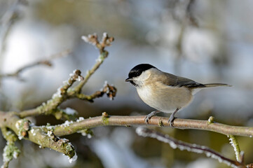 Wall Mural - Marsh tit // Sumpfmeise (Poecile palustris)