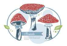 A Set Of Art-drawn Mushrooms In A Graphic Style With The Inscription "Amanita". Amanita Muscaria Poster On A White Background For Printing Or Design Work.