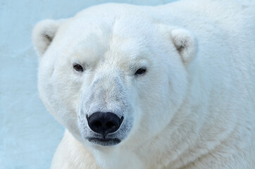 Wall Mural - polar bear portrait