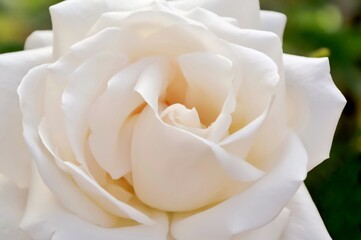 Wall Mural - Delightful white and creamy rose in the garden macro.
