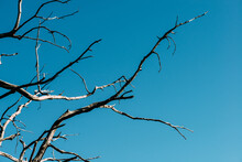 Closeup Shot Of A Bare Tree Under A Clear Blue Sky Background
