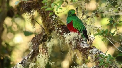 Wall Mural - resplendent quetzal - pharomachrus mocinno bird in the trogon family, well known for colorful plumag