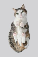 Wall Mural - Cute tabby cat directly from below looking at camera. Vertical image with gray background. 