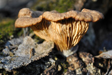 Omphalotus Olearius ( Jack-o'-lantern Mushroom) Mushroom Growing On Tree Trunk, Close Up Detail Side View