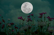 Full moon with cosmos flowers silhouette in the night.	