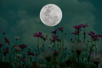 full moon with cosmos flowers silhouette in the night.