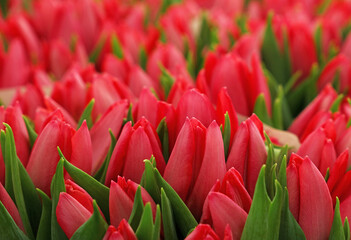 Wall Mural - Pink fresh tulip flowers bouquetes