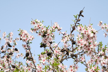 blossoming almond tree