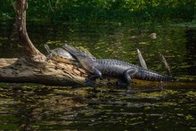 Alligator And Turtle Sunning On A Log Together With The Alligator Resting Its Head On The Turtle's Back.