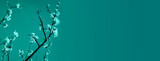 Fototapeta  - Abstract minimalistic art with cherry blossom on plain teal background for banner 