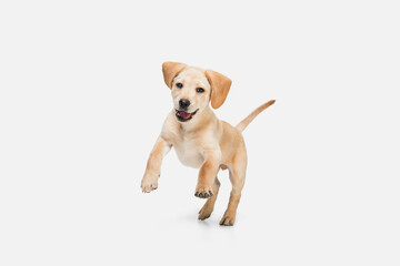 Wall Mural - Little Labrador Retriever playing on white studio background