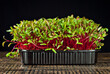 Beet microgreen on a black background. Texture of green leaves close up on a wooden board.
