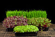 Microgreen of wheat, amaranth, beets and basil  on black background. Texture of green stems close up. Different types of sprouts.