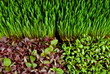 Microgreen of wheat, amaranth, beets and basil close up. Texture of green stems and leaves. Different types of sprouts.