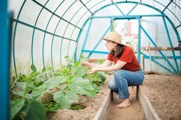 cucumber plants in greenhouse in summer garden . woman studies seedlings. time to tying. growing organic food.