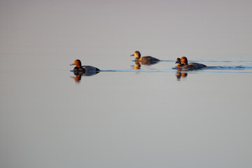 Wall Mural - Redhead ducks swimming on calm water.