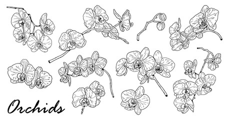 Wall Mural - Drawing of orchid set. Cute hand drawn flower vector illustration in black outline and white plane on white background.