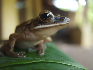  Tree frog in the leaf