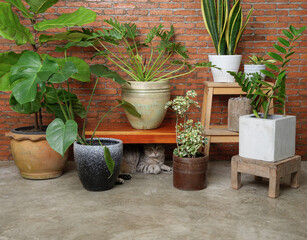 Tabby cat hiding under chair in living room interior brick wall with air purify houseplants,Monstera,Philodendron,Ficus Lyrata,snake plant and Zanzibar gem in pot