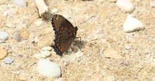 Red-spotted Purple Butterfly, Limenitis Arthemis, Resting On Ground