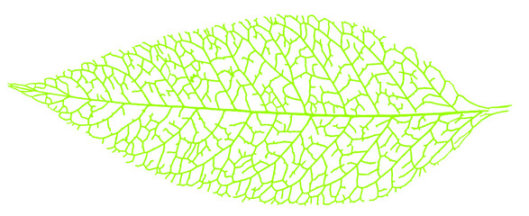 green leaf