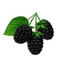 Three Oblong Berries Of Blackberry (Marionberry) With Stems And Green Leaf. Isolated On White Background. Realistic Vector Illustration.
