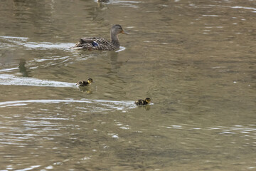 Poster - Selective focus shot of Wood Duck with babies swimming in the pond