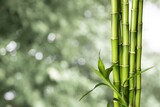 Fototapeta Sypialnia - Many bamboo stalks on bokeh background