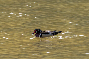 Canvas Print - Selective focus shot of a Wood duck (Aix sponsa) swimming in a small pond