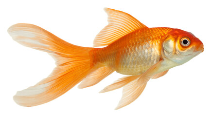 Wall Mural - gold fish isolated on white