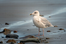 A Young European Herring Gull Standing On The Beach