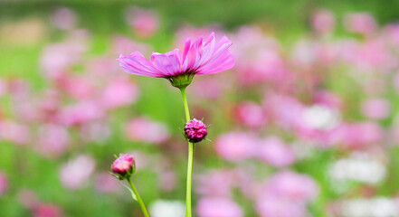 Wall Mural - pink cosmos flowers