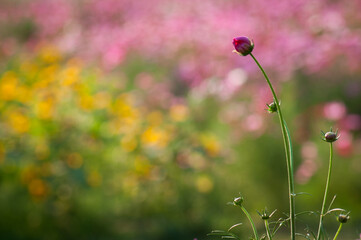 Wall Mural - poppy flowers