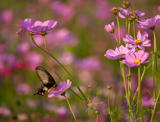 Wall Mural - butterfly on a flower