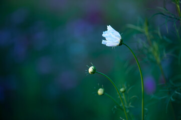 Wall Mural - flowers in the wind