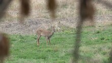 Young Antlerless Deer Grazing In Open Grass Field Looks At Camera