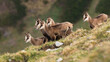 Little tatra chamois kids standing in mountains in spring