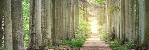 Walkway in a green spring beech forest park. Leuven, Belgium. Mighty trees, g...