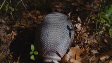 A Nine-banded Armadillo's Tail Rests As It Rummages Through The Dirt And Leaves Looking For Food.
